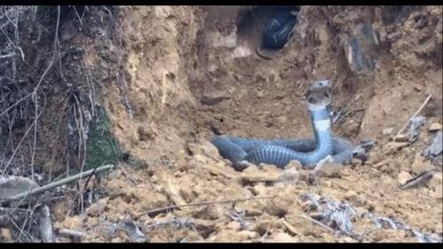 挖脚上的恙螨视频,从挖脚视频看恙虫病的传播与防治